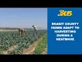 Farms in Skagit County adapt to harvest crops amid record-setting heat