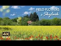 Download Lagu 4K HDR Field Flowers \u0026 Skylark - Birdsong \u0026 Poppies - Birds Chirping - Relaxing Spring Nature Video