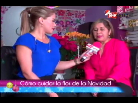 Cómo cuidar la flor de la navidad