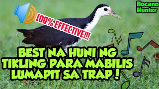 vlog 79 white breasted water hen tikling sounds to call them 100 very effective via bluetooth 