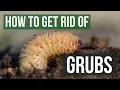 How to Get Rid of Grubs Guaranteed 4 Easy Steps