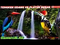 Download Lagu MASTERING MURAI BATU. PLATUK BERAS TENGKEK UDANG + RELAKSASI GEMERCIK AIR