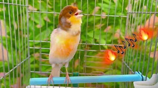 تغريد كناري هائج لتجهيز الإناث والذكور للتزاوج بعد غيار الريش صوت قوي للتدريب 