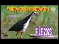Download Lagu Tiếng Quốc Trống Hay. #Kimmaosuvuong #tiengchimquoc #filequoc