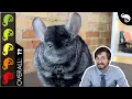 Chinchilla The Best Pet Mammal