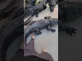 Download Lagu Why are crocodiles not attacking this man? #shortsvideo