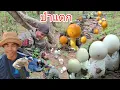 Download Lagu ป่าแตกอีกแล้วเห็ดระโง่ก หมูใหญ่มีแต่ดอกสวยๆ