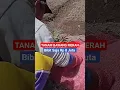 Download Lagu TANAM BIBIT BAWANG MERAH MERAH SENILAI Rp 8 JUTA SAAT BAWANG SAYUR HANYA Rp 1 JUTAAN PER KWINTAL