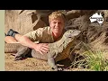 Robert Irwin Indah our gorgeous komodo dragon Irwin Family Adventures