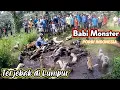 Download Lagu Sebesar Apapun Raja Babi Hutan Pasti Tumbang // Berburu Babi Hutan Tradisional di Sumatera Barat