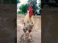 Download Lagu ayam berkokok #suara #birds #chicken