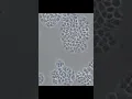 How to count cells using