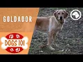 Dogs 101 - GOLDADOR