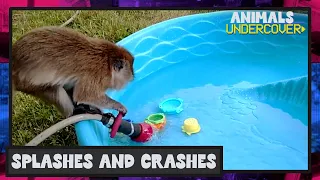 FUNNY Animals Caught on Security Camera 🤣