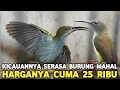 Lagu HARGA CUMA 25 RIBU !! MENARIK PERHATIAN BURCIL INI HARGANYA MURAH KICAUANNYA MEWAH