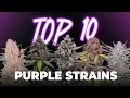 Top 10 Purple Strains You MUST Grow Autoflowers Photoperiods Fast Buds