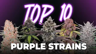 Top 10 Purple Strains You MUST Grow Autoflowers Photoperiods Fast Buds
