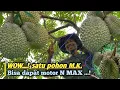 Download Lagu Durian musang king jabat menjulu berbuah lebat