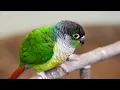 Amazing Bird World 8K HDR 🌿 Peaceful Birds Sounds for Stress Relief & Sleep