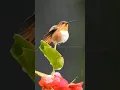 Download Lagu Allen's hummingbird #hummingbird #nature