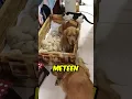 Download Lagu De schattigste vriendschap tussen een kat en honden ❤️