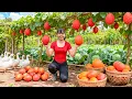 TIMELAPSE -- Harvest 100Kg of Strange Giant Gac Fruit from the Forest \u0026 Cook Spicy Soup