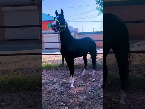 Looks great and in great shape!