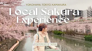 A Local s Cherry Blossom Experience in Japan Best Spots in Yokohama Tokyo Kamakura