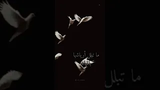 رأيتك في كل شيء جميل حالات شعر اناشيد 