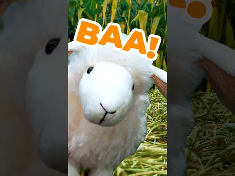 Can You BAA Like Old Macdonald's Sheep? 👨🏻‍🌾🐑