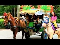 Download Lagu Naik delman istimewa~lagu anak populer Indonesia~satu satu aku sayang ibu~delman kuda 