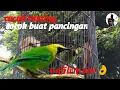 Download Lagu Cucak ranting gacor buat emosi lawan tak terkendali//ngamuk