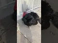 RIP Tom The Turkey Tom s Best Moments