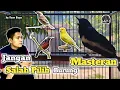 Download Lagu Masteran Yang cocok Untuk Kacer || Agar Kacer Gacor  Bongkar Materi Full Isian On Konslet Buka Ekor