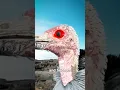 Download Lagu How Vultures Dye Themselves Red 🤨