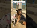 Download Lagu Dogoargentino vs germanshepherd🚨#dogs#doglover#fight#viral#shorts#dogoargentino#germanshepherd