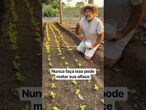 Cuidado! Isso pode matar sua alface. #agro #interior #roça #dicas