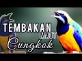 Download Lagu 🔴tembakan MAUT cucak CUNGKOK masteran murai batu, cendet,cucak ijo, konin, sogon
