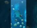 Download Lagu Whale Shark | Georgia Aquarium