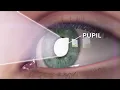 Lagu How eyes works? (Animation) explained within one minute.
