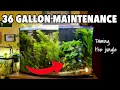 Insane Aquarium Transformation Maintaining the 36 Gallon Bowfront