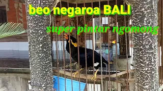 Download Beo gacor, pancingan beo bali gacor. MP3