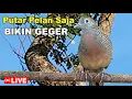 Download Lagu volume pelan saja bikin geger - LIVE Perkutut Lokal gacor alam liar