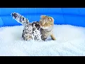 What Can t Cats Walk On