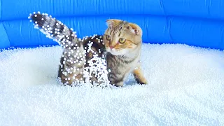 What Can t Cats Walk On