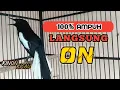 Download Lagu 🔴 Pancingan Burung Kacer Agar Cepat Emosi Gacor Dan Mau Buka Ekor || 100% AMPUH !!!