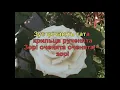 Доня, моя донечко (Караоке) - Гулянка в Україні 1 частина друга