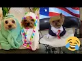 Adorable Yorkshire Puppy Funny Cute Dog - Tik Tok Pets