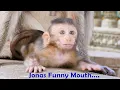 Download Lagu Making Funny...Little Jonas Monkey Doing Her Mouth So Funny That We Can't Stop Laughing And Smiling