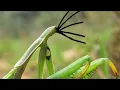 Download Lagu You Should DROWN the Mantis If You See This